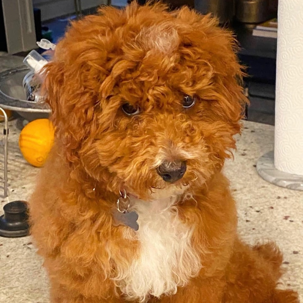 Meet your Posher, Maddie